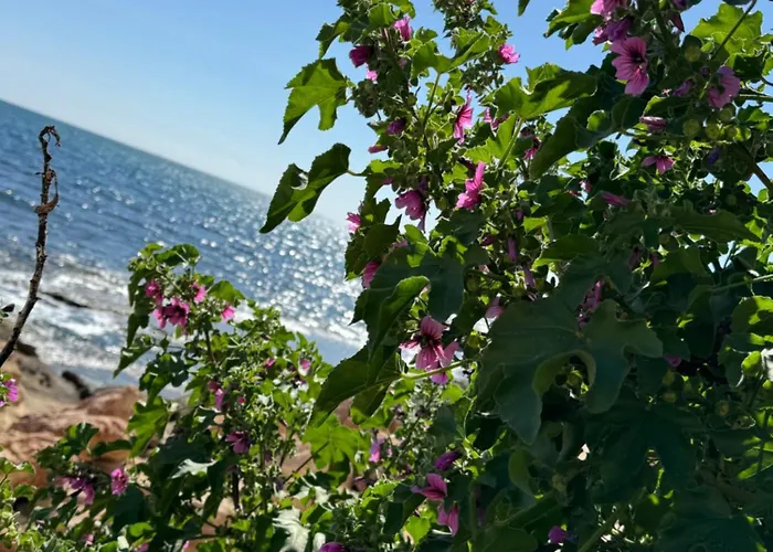 Apartmán Viola Torrevieja